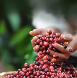 Nescafé Dolce Gusto Cappuccino Capsules - 90 Koffiecups -Koffie Korting Winkel 1190x1200