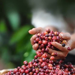 Nescafé Dolce Gusto Cortado Espresso Macchiato Capsules - 90 Koffiecups -Koffie Korting Winkel 1192x1200