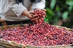 Nescafé Gold Oploskoffie - 6 Doosjes à 25 Zakjes 9 Nescafé Gold Oploskoffie - 6 Doosjes à 25 Zakjes -Koffie Korting Winkel 1200x798 6